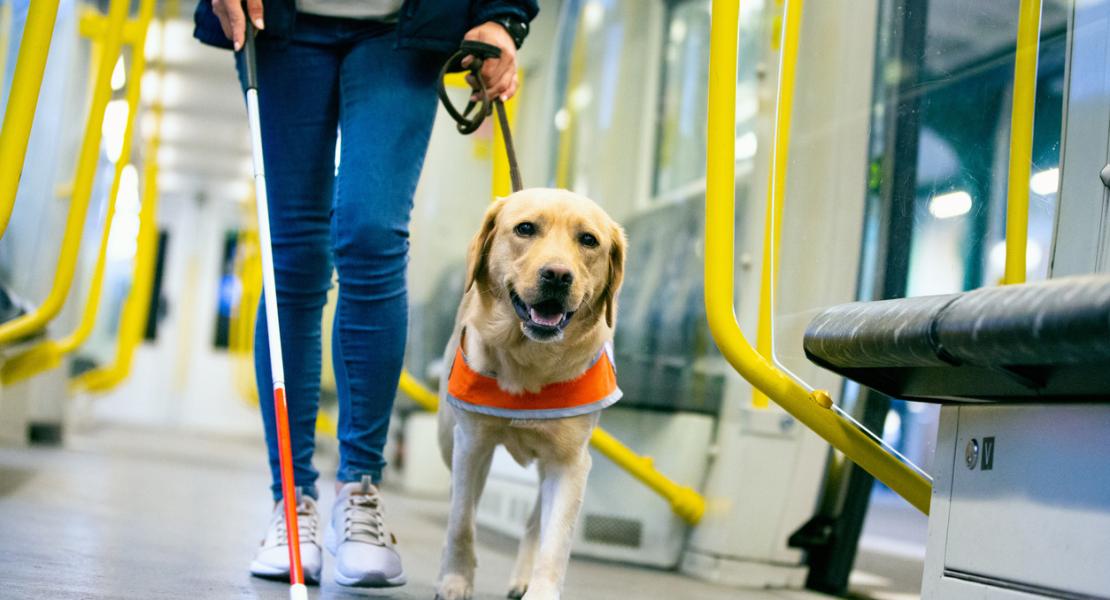 Guide dog leads a blind person through the train compartment
