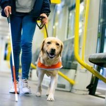 Guide dog leads a blind person through the train compartment